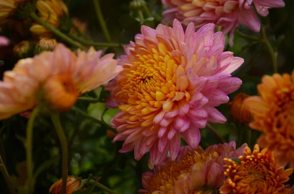 Rosa Chrysanthemenpflanze Auf Grün Chrysanthemen Einjährige Blumen Zweig Für Hintergrund — Stockfoto