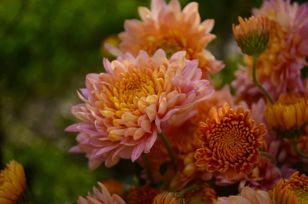 Roze Chrysant Plant Groen Chrysanten Eenjarigen Bloemen Tak Voor Achtergrond — Stockfoto