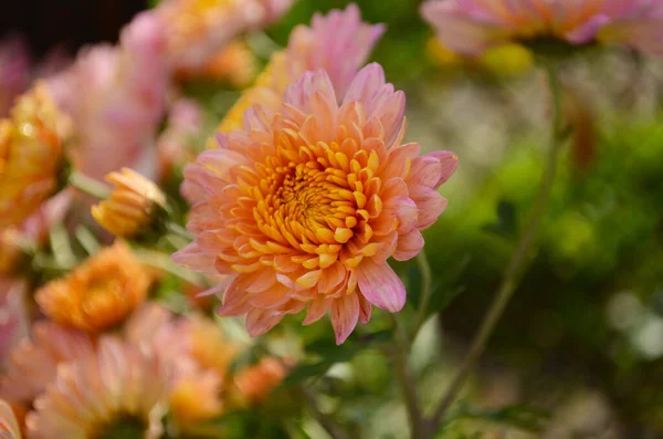 Roze Chrysant Plant Groen Chrysanten Eenjarigen Bloemen Tak Voor Achtergrond — Stockfoto