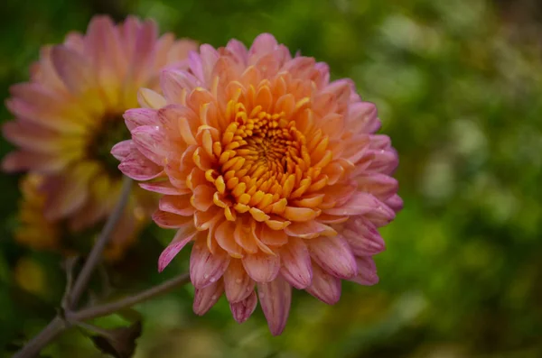 Roze Chrysant Plant Groen Chrysanten Eenjarigen Bloemen Tak Voor Achtergrond — Stockfoto