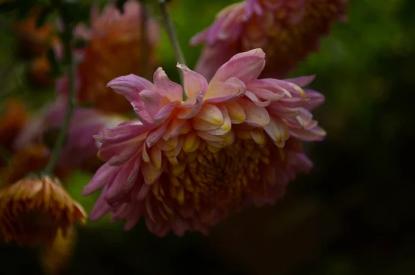 Roze Chrysant Plant Groen Chrysanten Eenjarigen Bloemen Tak Voor Achtergrond — Stockfoto