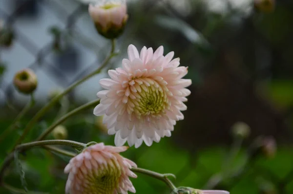 Roze Chrysant Plant Groen Chrysanten Eenjarigen Bloemen Tak Voor Achtergrond — Stockfoto