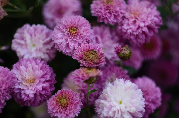 Pink Chrysanthemum Plant Green Chrysanthemums Annuals Flowers Branch Background Greeting — Stock Photo, Image