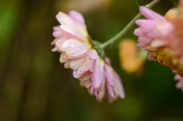 Roze Chrysant Plant Groen Chrysanten Eenjarigen Bloemen Tak Voor Achtergrond — Stockfoto