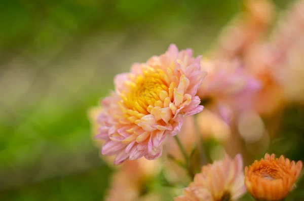 Roze Chrysant Plant Groen Chrysanten Eenjarigen Bloemen Tak Voor Achtergrond — Stockfoto