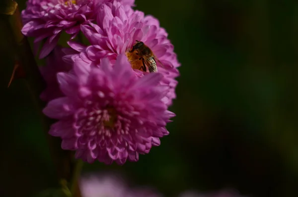 Chrysanthème Rose Plante Sur Vert Chrysanthèmes Annuels Branche Fleurs Pour — Photo