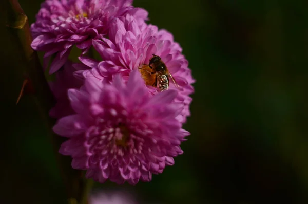 Pink Chrysanthemum Plant Green Chrysanthemums Annuals Flowers Branch Background Greeting — Stock Photo, Image