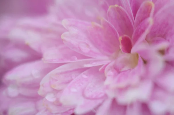 粉红色菊花种在绿色上 菊花一年生花分枝 用作背景或贺卡 — 图库照片