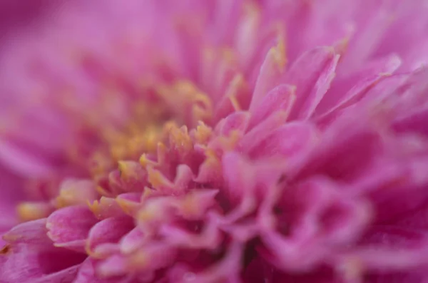 Rosa Chrysanthemenpflanze Auf Grün Chrysanthemen Einjährige Blumen Zweig Für Hintergrund — Stockfoto