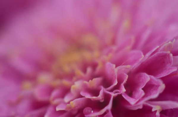 Рожева Рослина Хризантеми Зеленому Хризантеми Однорічні Квіти Гілки Фону Або — стокове фото
