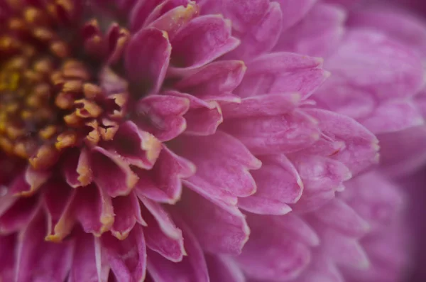 Planta de crisantemo rosa sobre verde. Crisantemos anuales ramas de flores —  Fotos de Stock