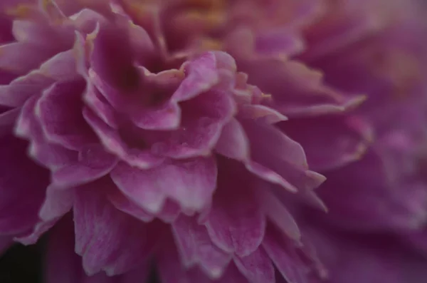 Pink chrysanthemum plant on green. Chrysanthemums annuals flowers branch — Stock Photo, Image