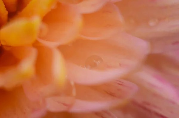 粉红色菊花种在绿色上.菊花一年生花分枝 — 图库照片