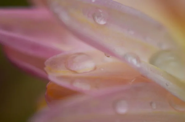 Planta de crisantemo rosa sobre verde. Crisantemos anuales ramas de flores —  Fotos de Stock