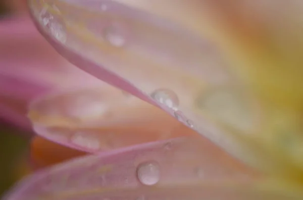 Fábrica de crisântemo rosa em verde. Crisântemos anuários flores ramo — Fotografia de Stock