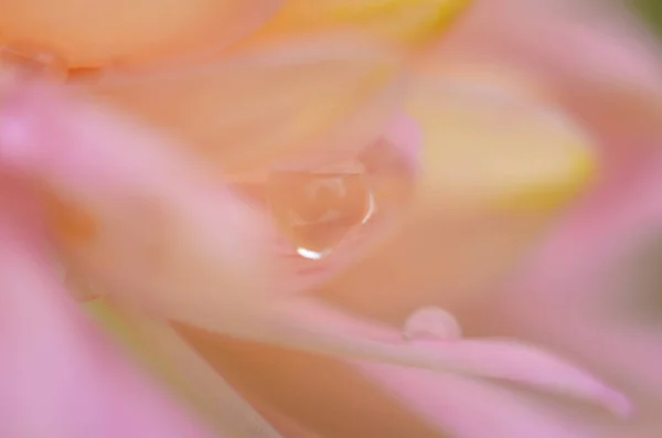 Pianta di crisantemo rosa su verde. Ramo di fiori annuali crisantemi — Foto Stock