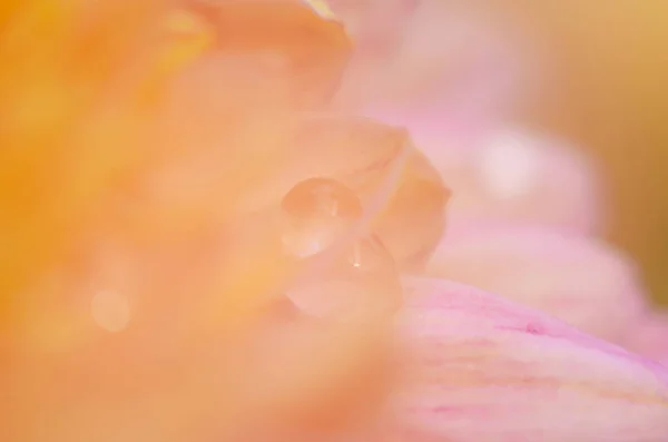 粉红色菊花种在绿色上.菊花一年生花分枝 — 图库照片