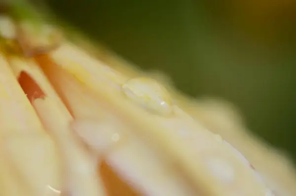 Rosa Chrysanthemenpflanze auf Grün. Chrysanthemen einjährige Blüten Zweig — Stockfoto