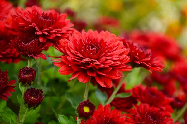 Frischer Floraler Hintergrund Mit Leuchtend Roten Und Orangefarbenen Chrysanthemenblüten Lebhaftem — Stockfoto