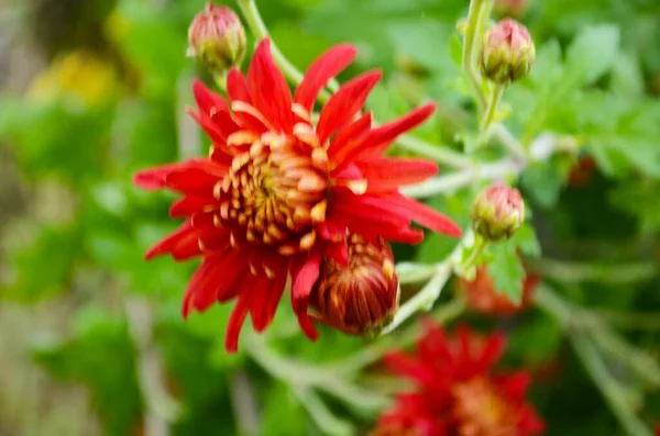 Verse Bloemen Achtergrond Met Levendige Rode Oranje Chrysant Bloemen Levendig — Stockfoto