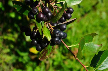 Siyah Ashberry üzümleri. Yaban mersinli böğürtlen. Sonbahar. Eylül.