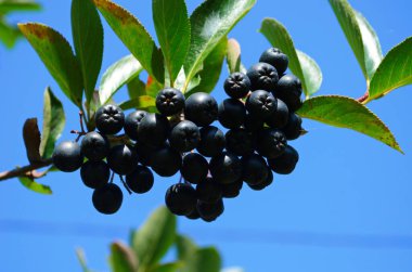 Siyah Ashberry üzümleri. Yaban mersinli böğürtlen. Sonbahar. Eylül.
