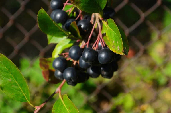ブラックアシュベリーのブドウ チョコレートベリーのアシュベリー — ストック写真