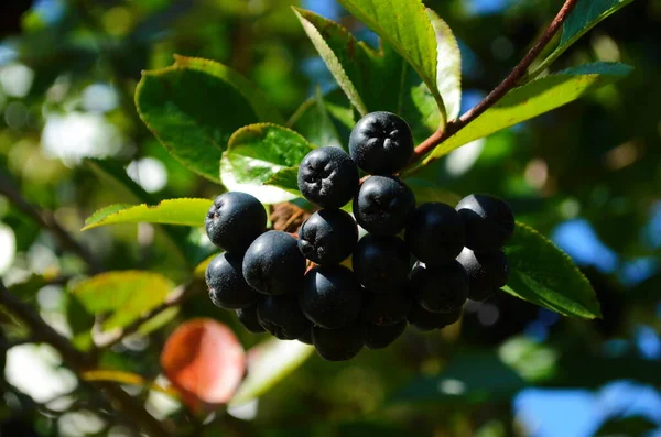 Trauben Von Schwarzen Eschen Eschenbeere Herbst September — Stockfoto