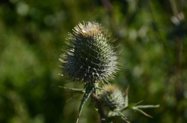 Süt devedikeni bitkisel ilaç. Devedikeni, kutsal süt,
