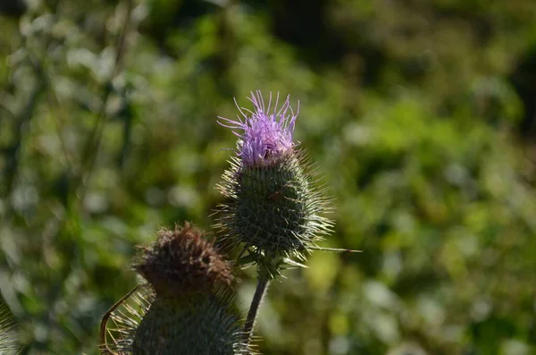 Milk Thistle Plant Herbal Remedy Thistle Blessed Milk — Stock Photo, Image