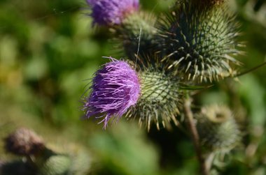 Süt devedikeni bitkisel ilaç. Devedikeni, kutsal süt,