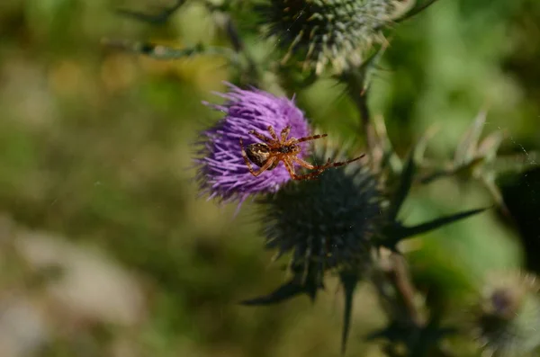 Milk Thistle plant herbal remedy. thistle, Blessed milk,