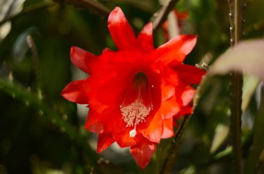 Epiphyllum orkide orkidesi kaktüs lekesi ve yeşil arka planda stamen yakın plan.