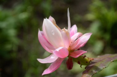 Epiphyllum orkide orkidesi kaktüs lekesi ve yeşil arka planda stamen yakın plan.