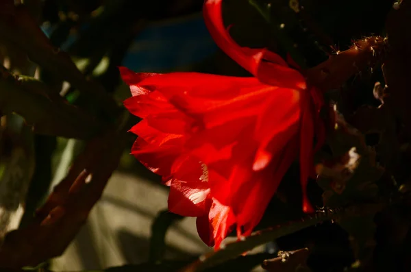 Epiphyllum蘭サボテンの花のスティグマと雄しべの上の緑の背景を閉じる — ストック写真