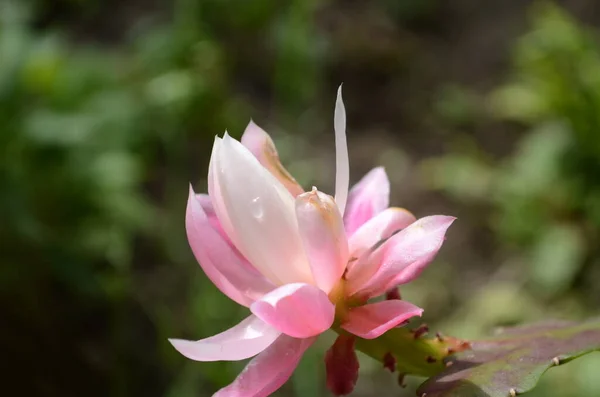 Zbliżenie Epiphyllum Storczyk Kaktusowy Kwiat Piętno Pieczęć Zielonym Tle Zbliżenie — Zdjęcie stockowe