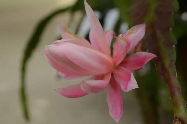 Nahaufnahme Auf Epiphyllum Orchideenkakteen Blume Stigma Und Staubgefäße Auf Grünem — Stockfoto