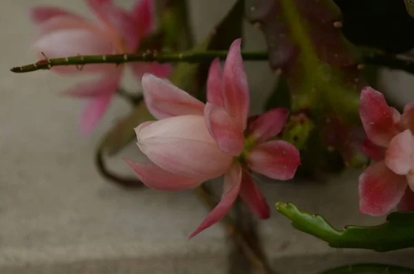 Primo Piano Epiphyllum Orchidea Cactus Fiore Stigma Stame Sfondo Verde — Foto Stock