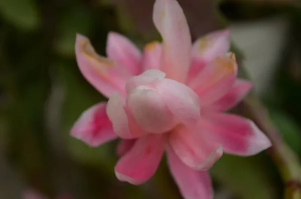 Primo Piano Epiphyllum Orchidea Cactus Fiore Stigma Stame Sfondo Verde — Foto Stock