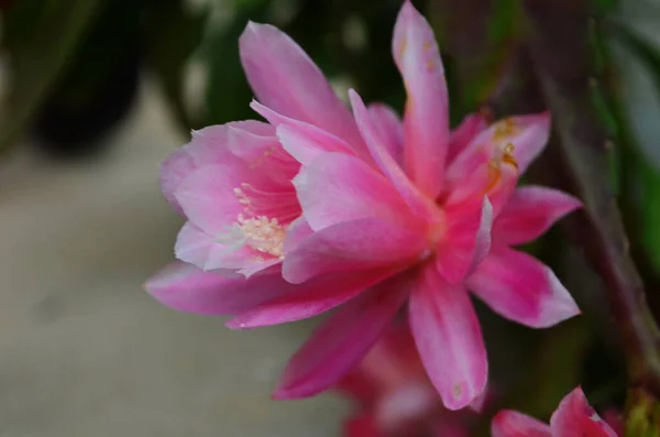 Epiphyllum orkide orkidesi kaktüs lekesi ve yeşil arka planda stamen yakın plan.