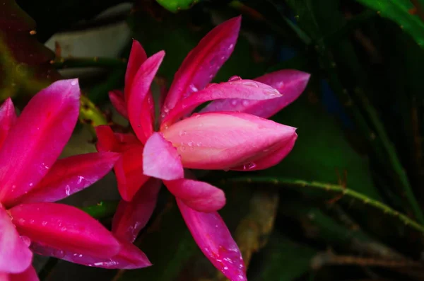 Detailní Záběr Epiphyllum Orchidej Kaktus Květ Stigma Tyčinky Zeleném Pozadí — Stock fotografie