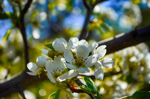 Цветущая Ветвь Груши Грушевые Цветы Почки Грушевый Цветок Ранней Весной — стоковое фото