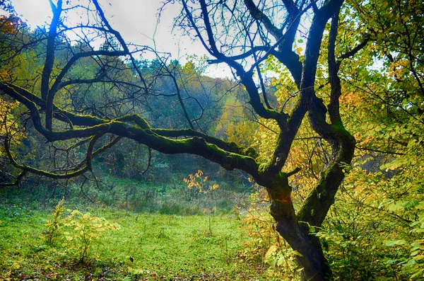 Kollektion Von Schönen Bunten Herbstblättern Grün Gelb Orange Rot — Stockfoto