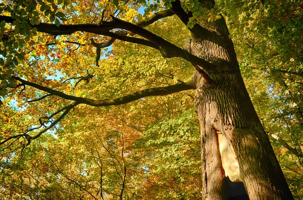 Collection Belles Feuilles Automne Colorées Vert Jaune Orange Rouge — Photo