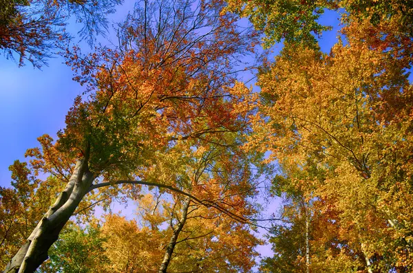 美丽多彩的秋叶集绿色 — 图库照片