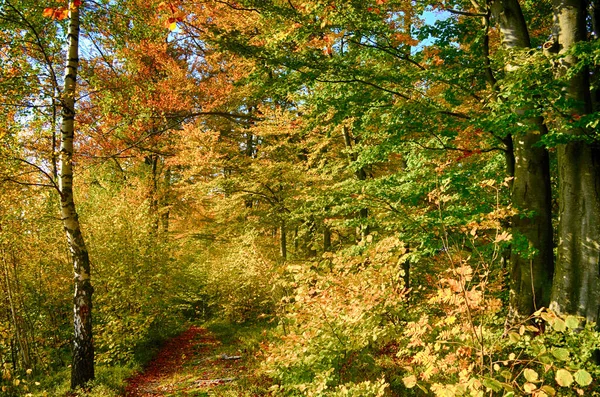美丽多彩的秋叶集绿色 — 图库照片