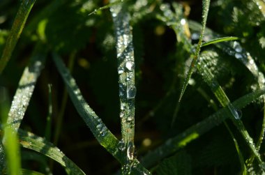 Çimlerin üzerine çiy damlaları. yaprak kapat.