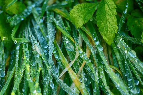 Harmatcseppek Füvön Levél Közelről — Stock Fotó