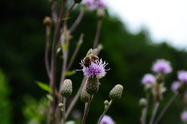 Purple thistle flower with honey bee. Macro photo.