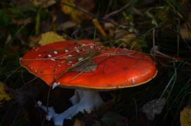 Güneşli sonbahar ormanlarında zehirli, genç, sineksi mantarların yakın çekimi..